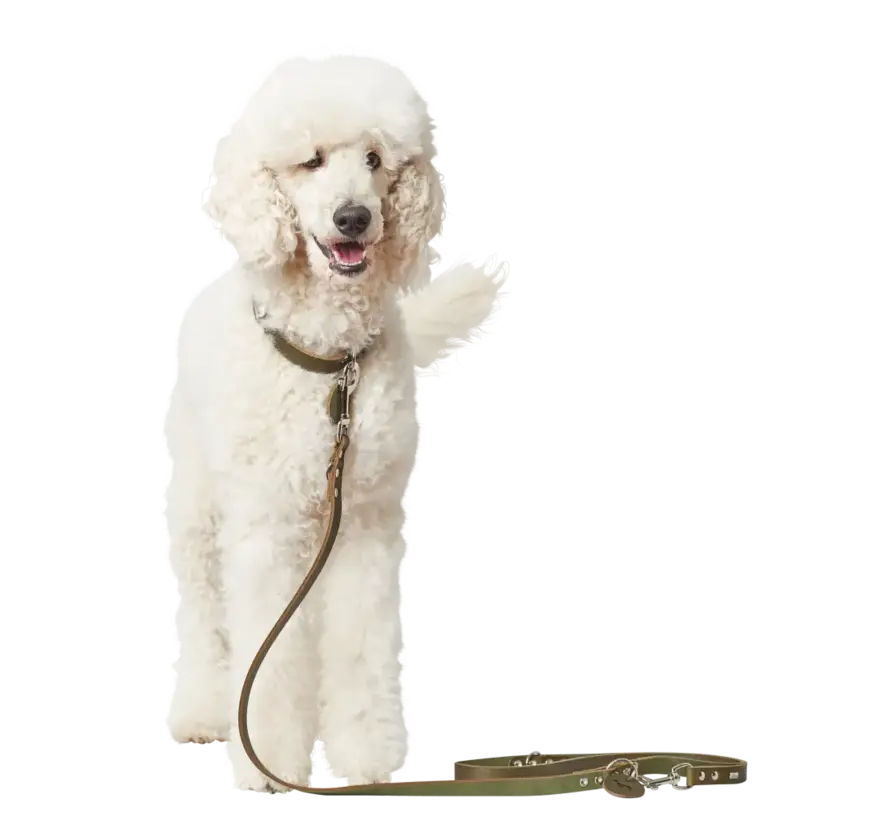 Adjustable Dog Leash Olive