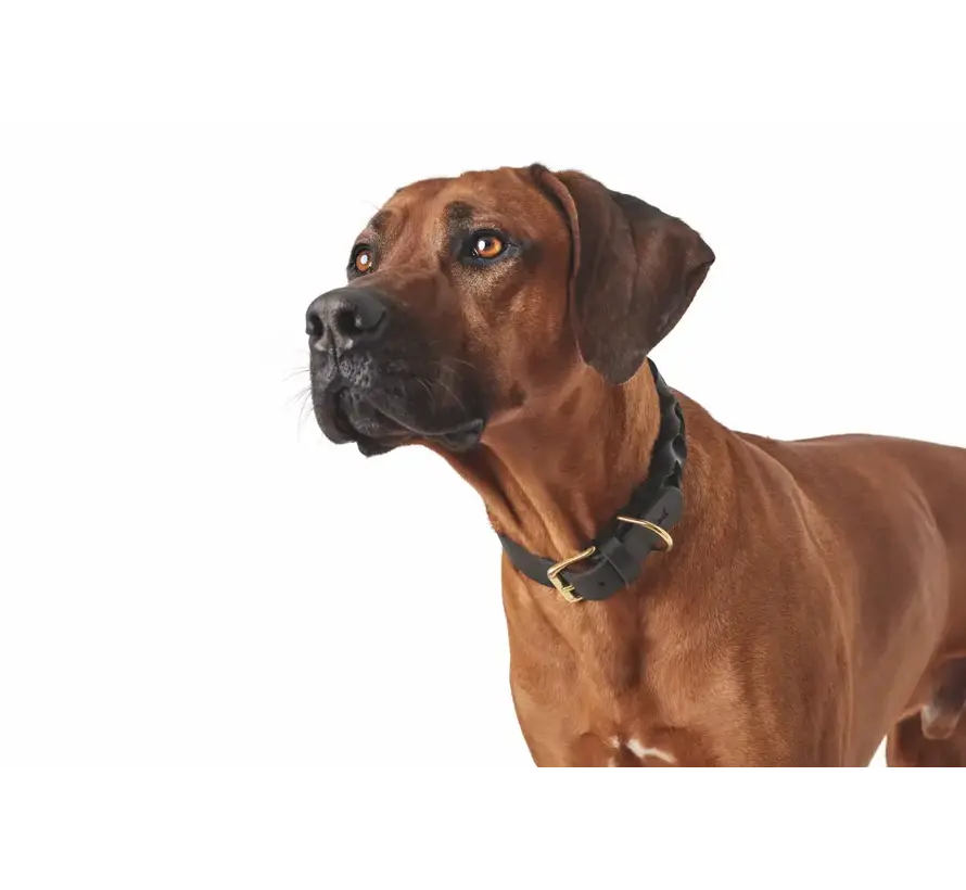 Dog Collar Sansibar Solid Black