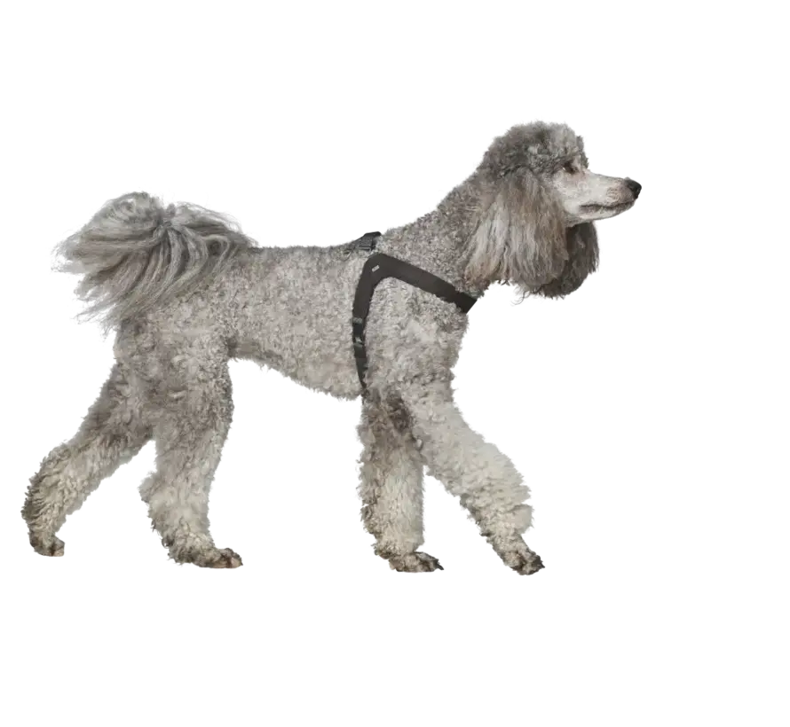 Dog Harness Dimaro Black