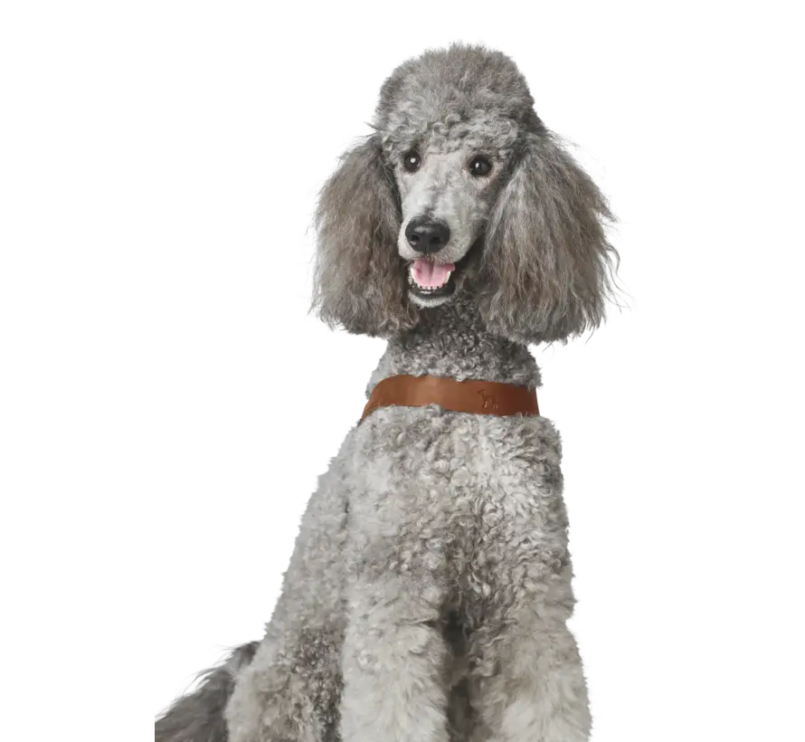 Dog Harness Dimaro Cognac