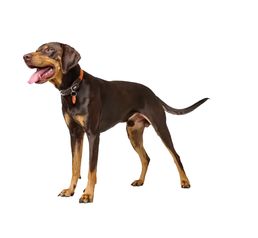 Dog Collar Lemvig Orange