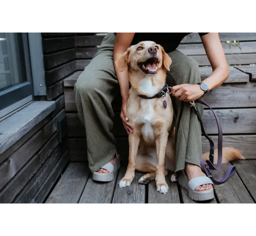 Dog Collar Lemvig Purple