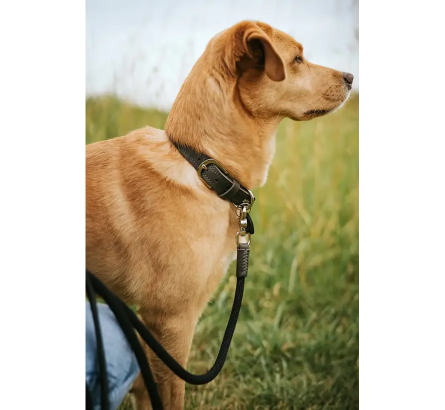 Dog Collar Lemvig Black