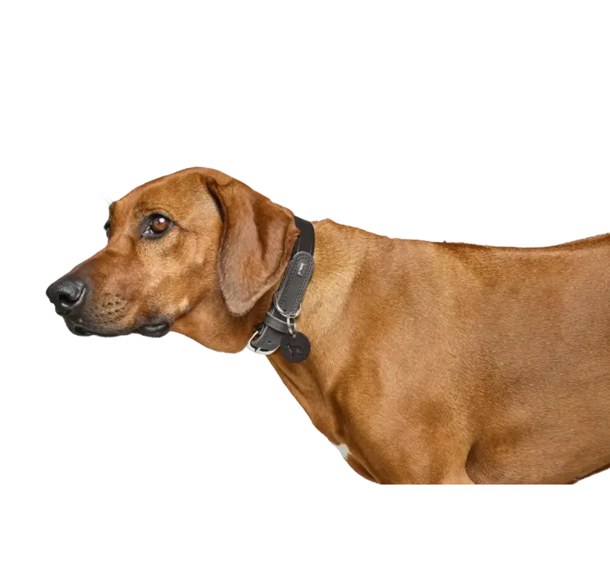 Dog Collar Lemvig Black