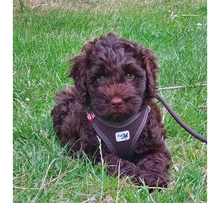 Dog Harness Clasp Vest Harness Brown