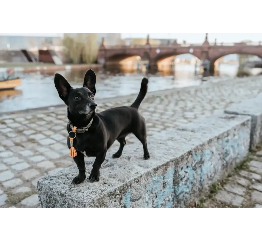 Hondenhalsband Portofino Olive