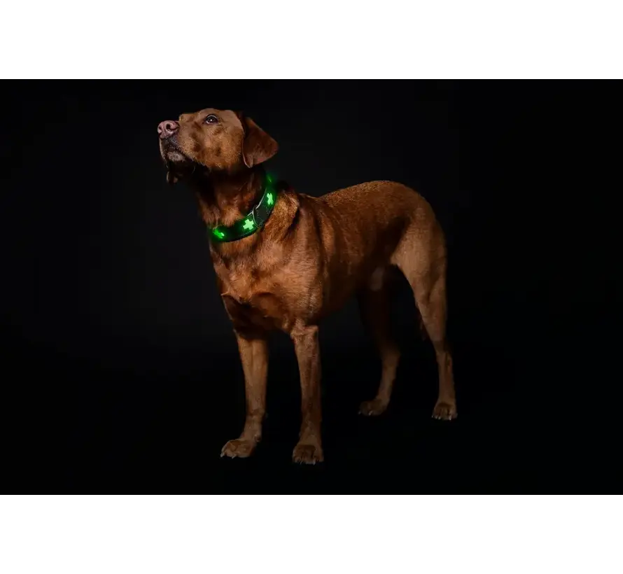 Hondenhalsband Swiss Glow