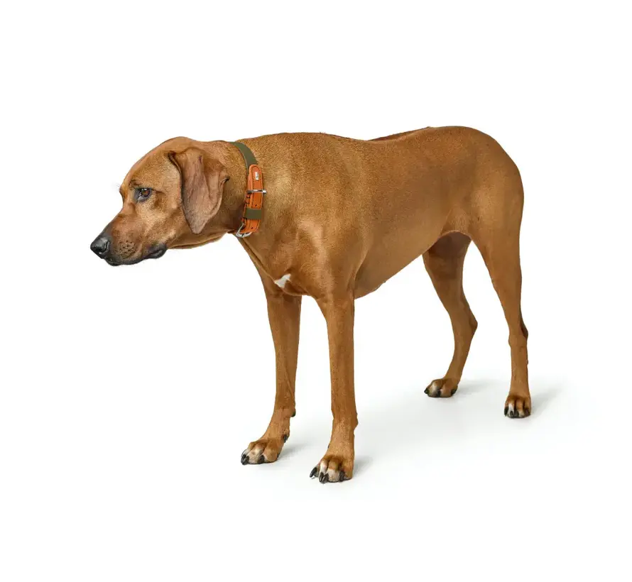 Dog Collar Wolmar BioThane® Khaki