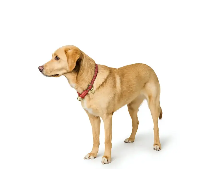 Retriever Collar Malibu Coral