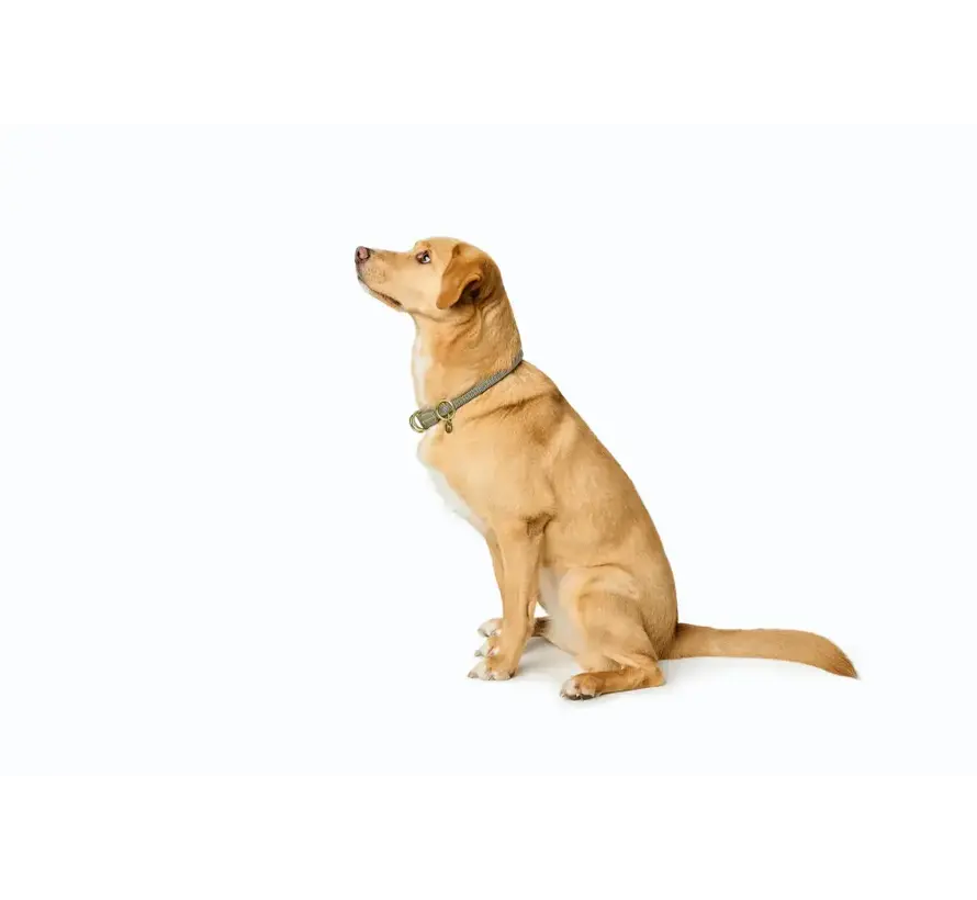 Retrieverhalsband Malibu Sage Green
