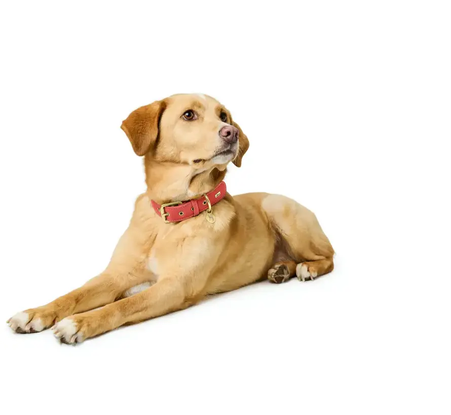 Dog Collar Malibu Coral