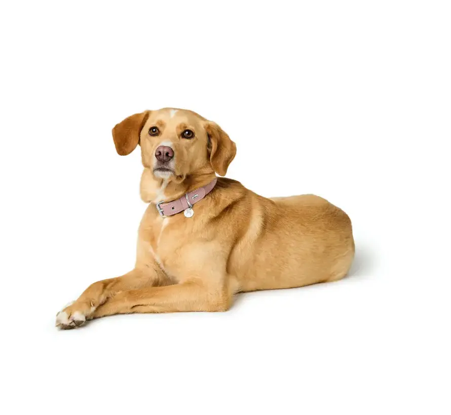 Dog Collar Malibu Pink