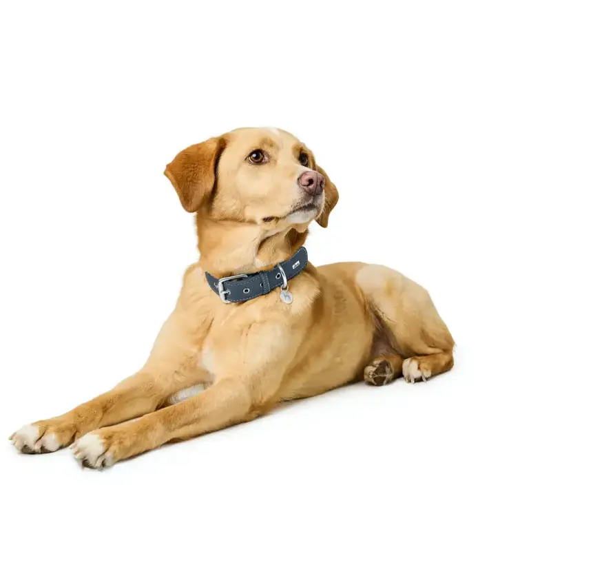Dog Collar Malibu Dark Blue