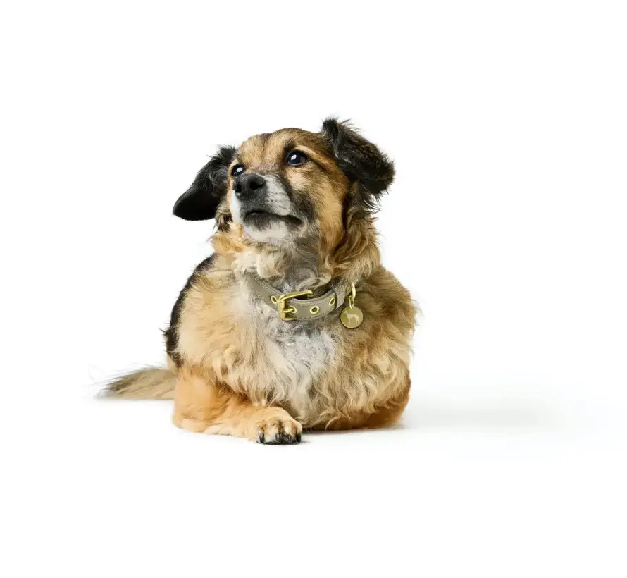 Hondenhalsband Malibu Sage Green