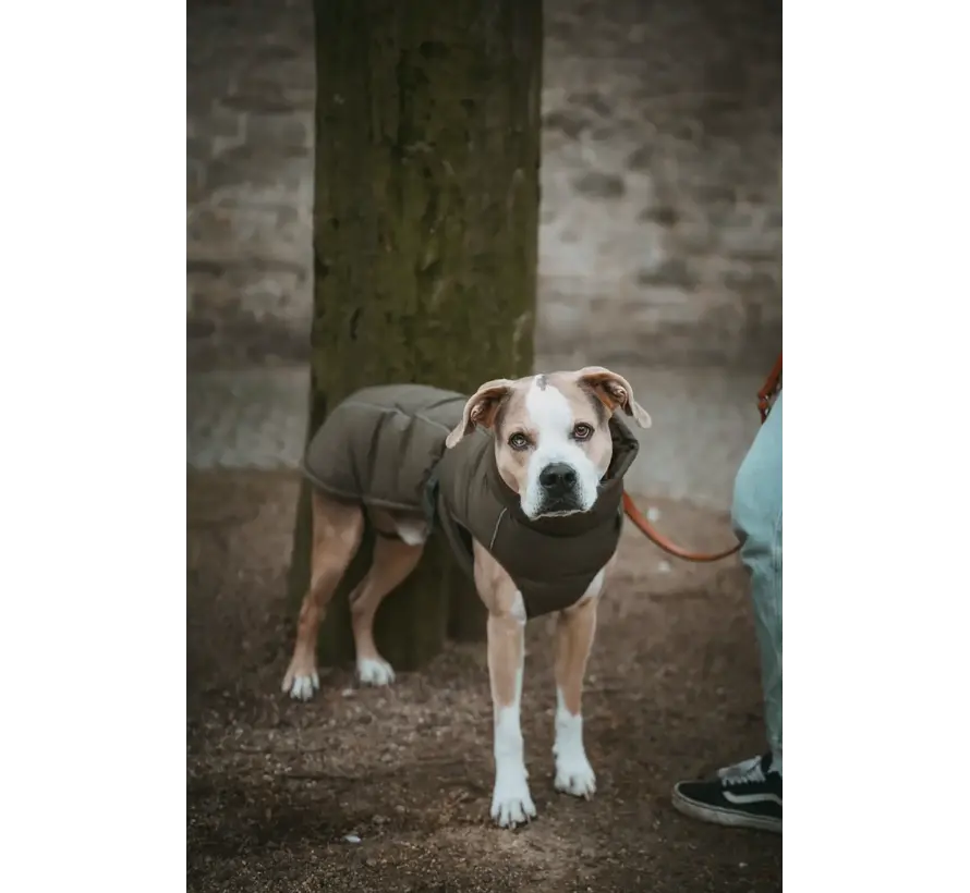 Dog Coat Paxson Olive