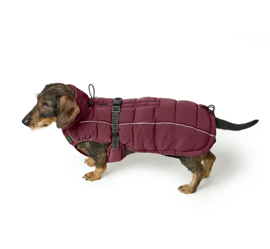 Teckel Hondenjas Paxson Berry