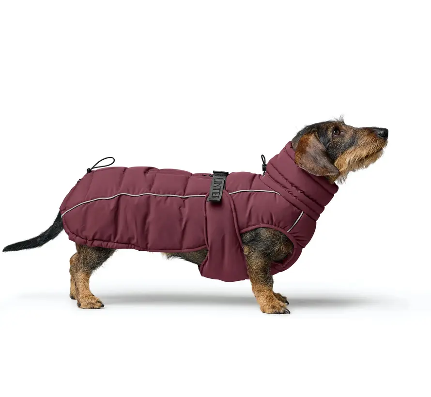 Dachshund Dog Coat Paxson Berry