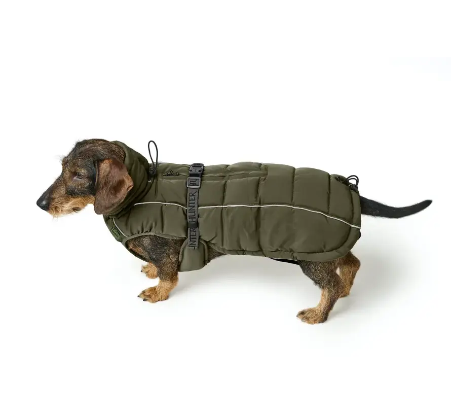 Dachshund Dog Coat Paxson Olive