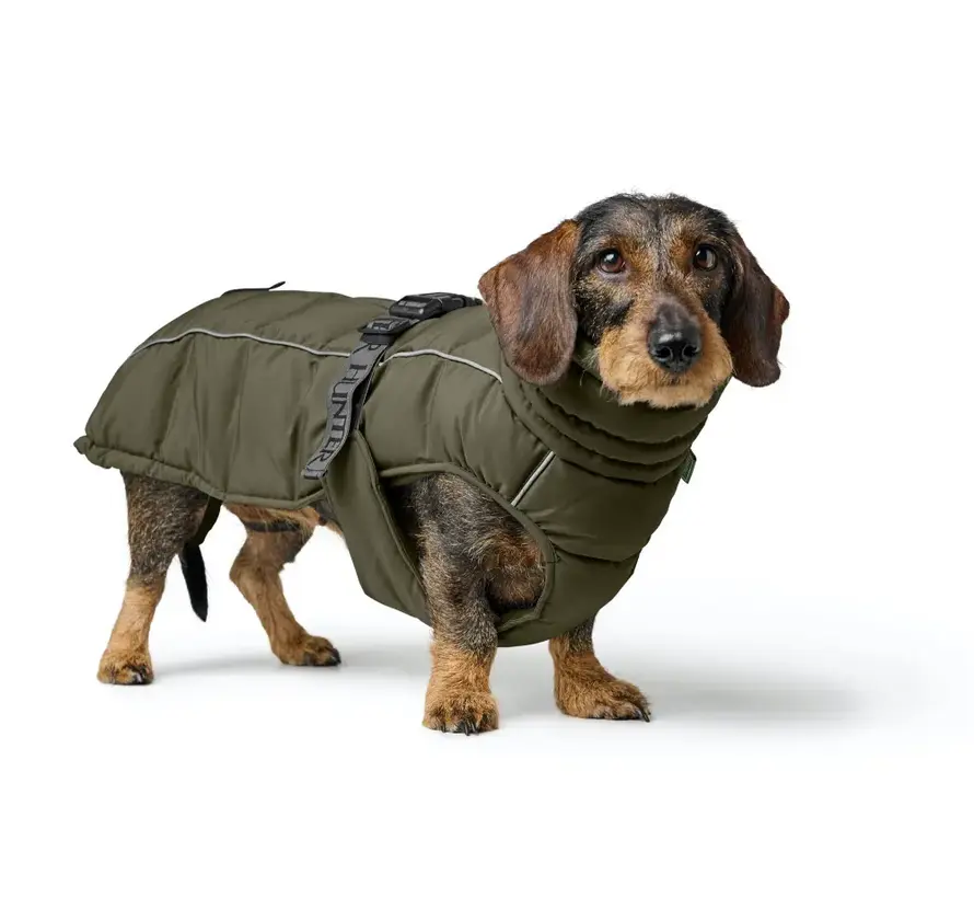 Dachshund Dog Coat Paxson Olive