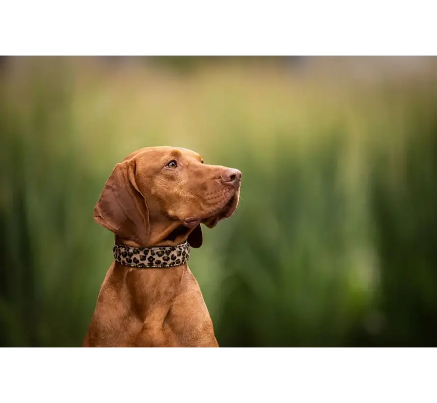 Dog Collar Leopard