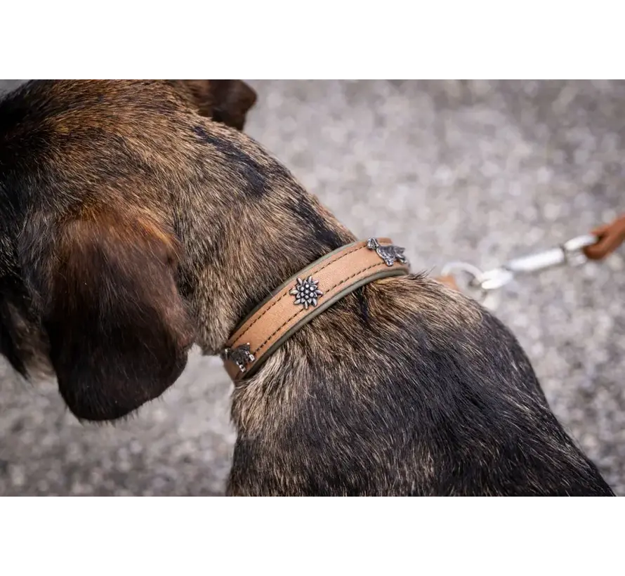 Dachshund Dog Collar Premium Khaki
