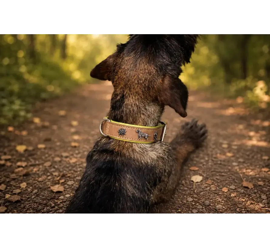 Dachshund Dog Collar Premium Pistachio