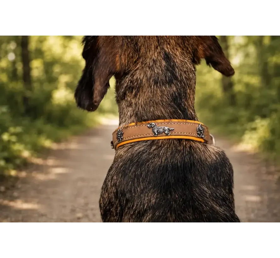 Dachshund Dog Collar Premium Yellow