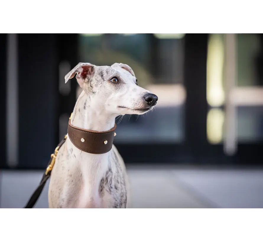 Greyhound Collar Diamond Dark Brown