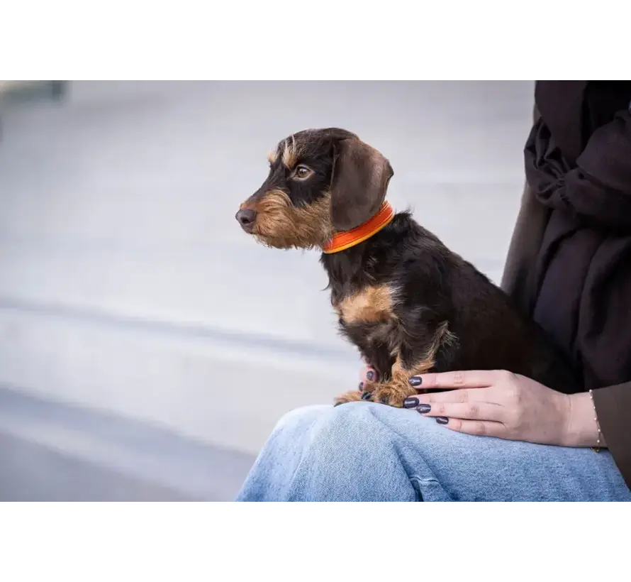Dog Collar Spring Break Mini Orange