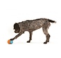 Dog Toy Zogoflex Toppl Aqua