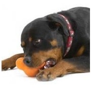 West Paw Dog Toy Zogoflex Tux Orange