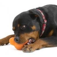 Afbeelding Zogoflex Tux Treat Toy - Orange door Petsonline