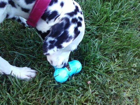 Afbeelding Zogoflex Tux Treat Toy - Aqua door Petsonline