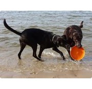 West Paw Hondenspeelgoed Zogoflex Zisc Oranje