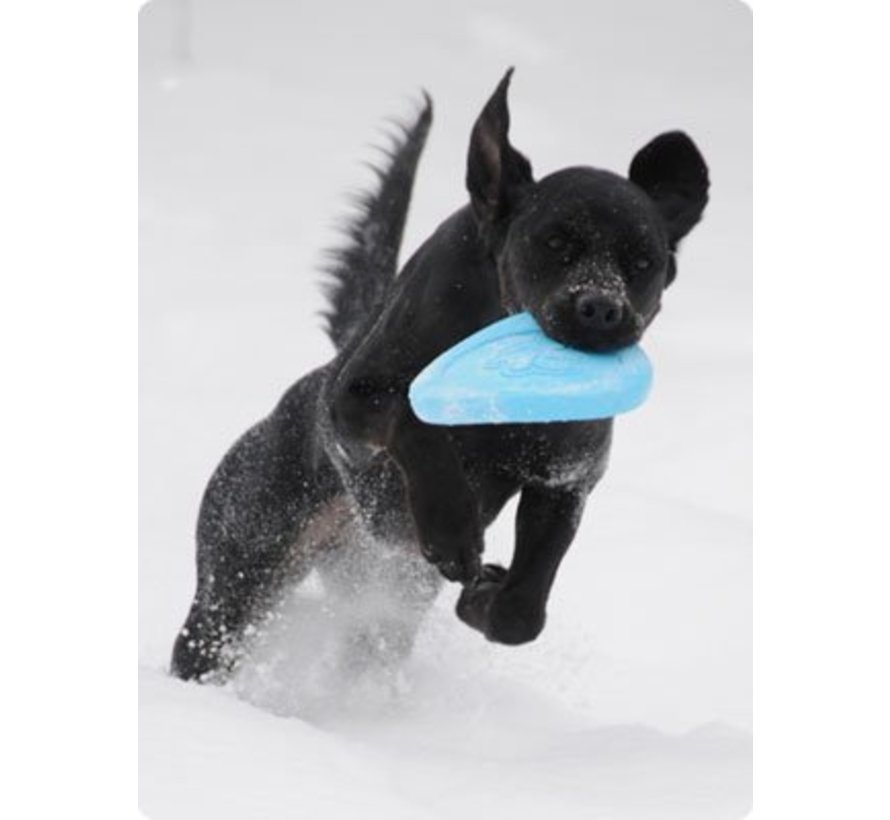 Dog Toy Zisc Aqua