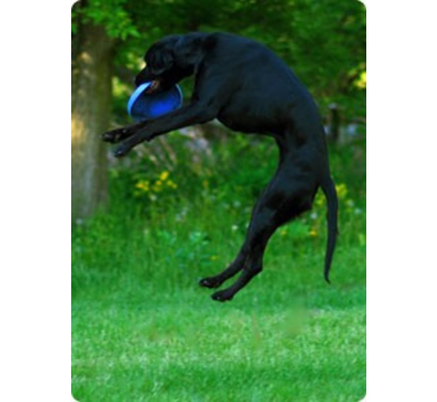 Dog Toy Zogoflex Zisc Aqua