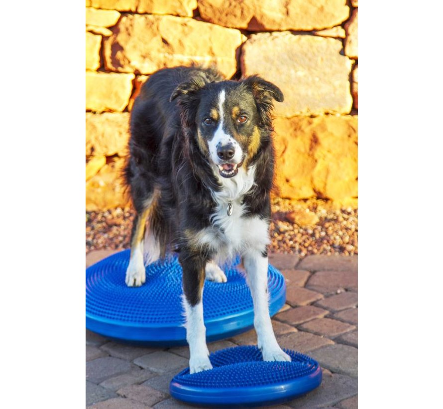 Balanskussen Hond Blauw – Professionele Balanstraining en Fitness