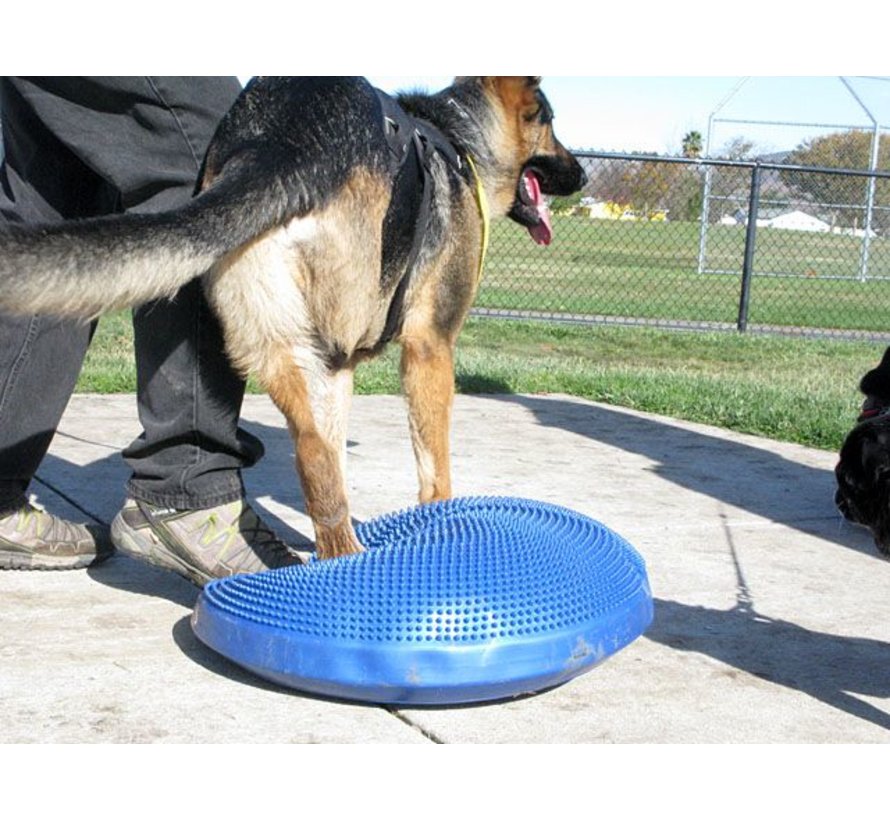 Dog Balance Disk Blue – Professional Fitness & Stability Training