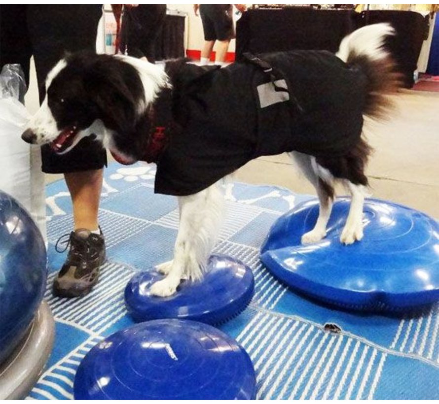 Dog Balance Disk Blue – Professional Fitness & Stability Training