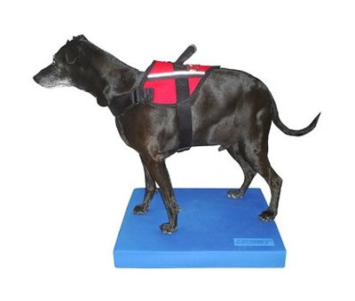 FitPAWS Dog Balance Donut – Stability and Strength Training