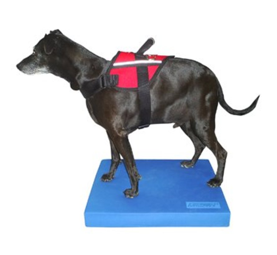 Balansmat voor Honden – Begin met Balans- en Conditietraining