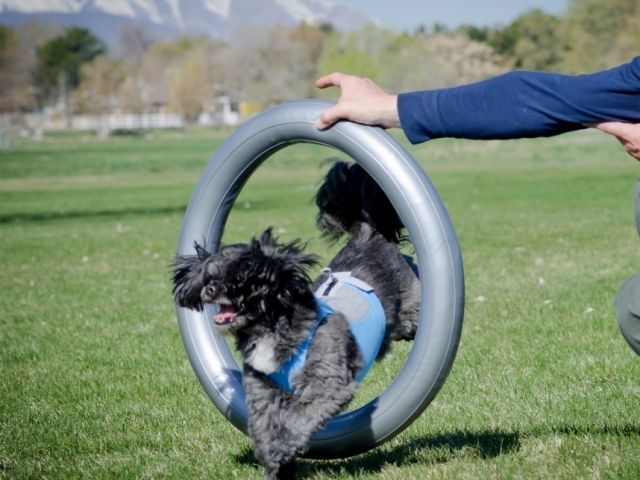 Afbeelding Donut Holder door Petsonline