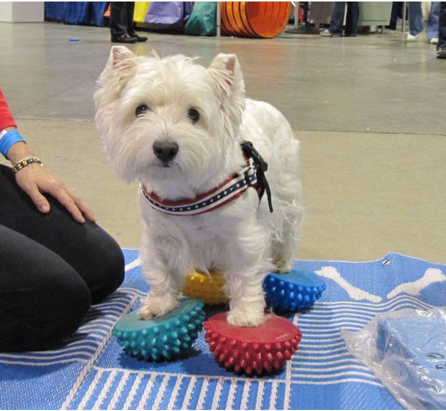 Pootkussentjes voor Honden - set van 4