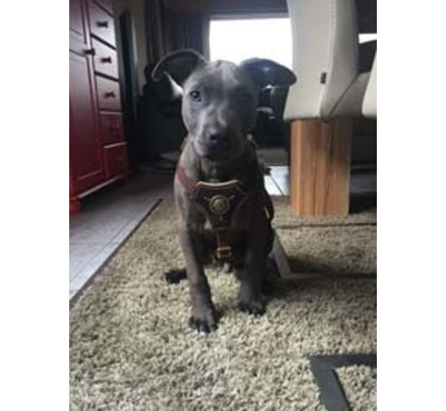 Dean and tyler dog collars top