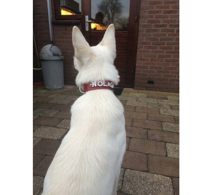 large red dog collar