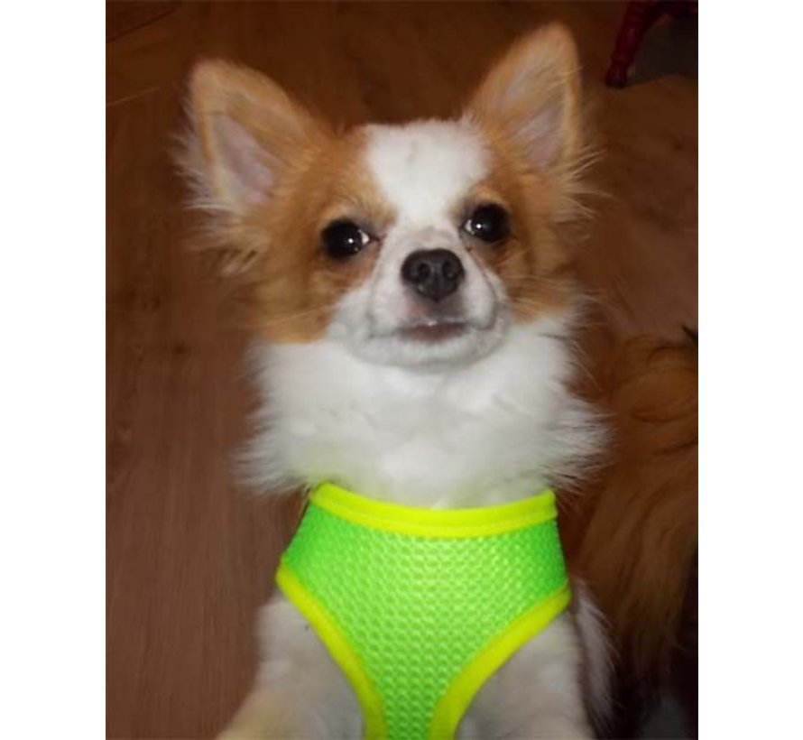 Dog Harness Round Loop Harness Mesh Fluo Green