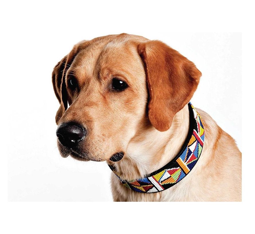 Dog Collar Primary