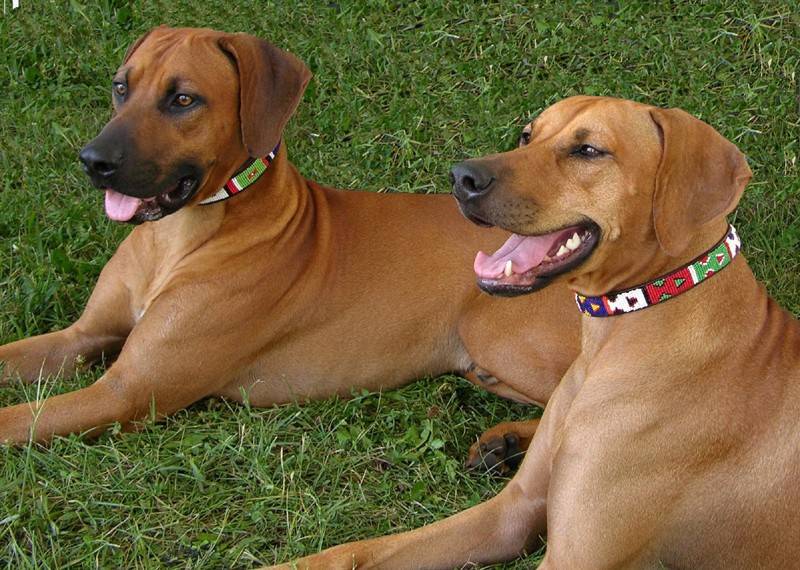 Hondenhalsband Primary the kenyan collection kopen in de aanbieding