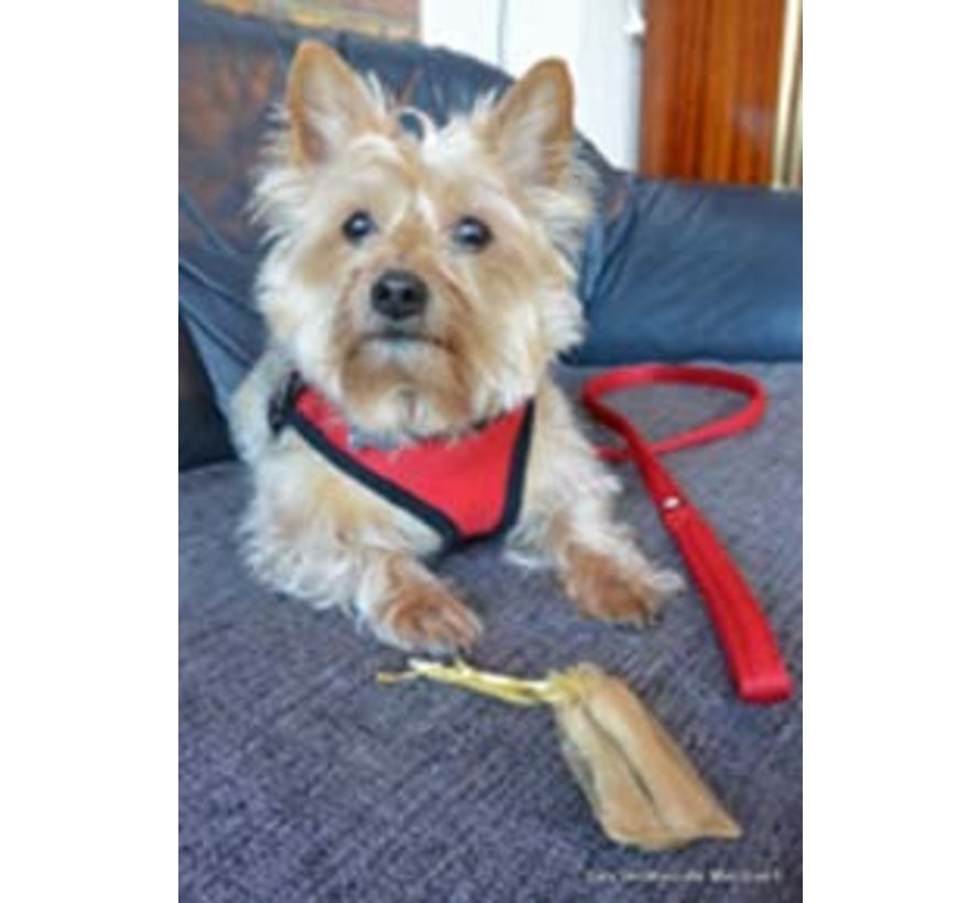 Dog Harness Comfy Harness Mesh Red