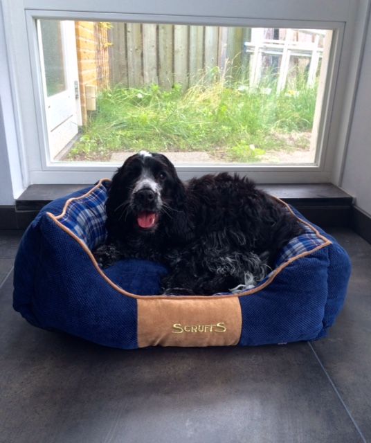 Afbeelding Scruffs Highland Box Bed - Blauw - M door Petsonline